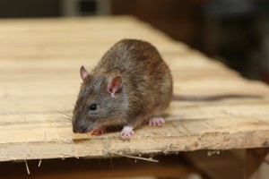 Rodent Control, Pest Control in Falconwood, Welling, DA16. Call Now 020 8166 9746