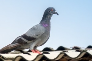 Pigeon Control, Pest Control in Falconwood, Welling, DA16. Call Now 020 8166 9746
